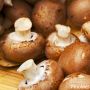 Come cucinare i funghi